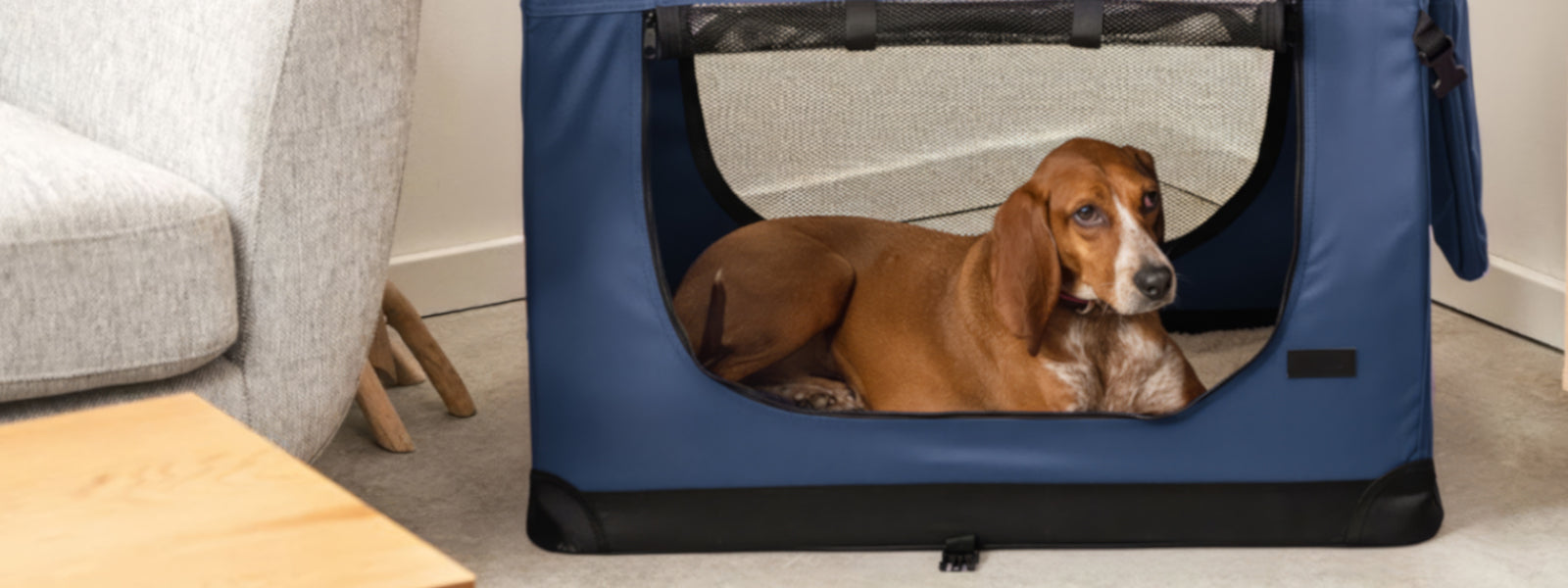 Hund geschützt in Transportbox