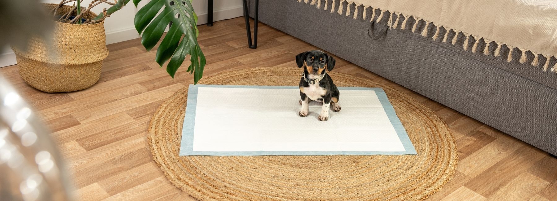 Welpe sitzt auf Trainingsunterlage