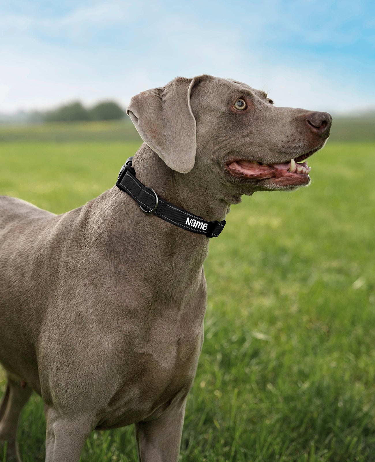 Hundehalsband gepolstert, personalisiert