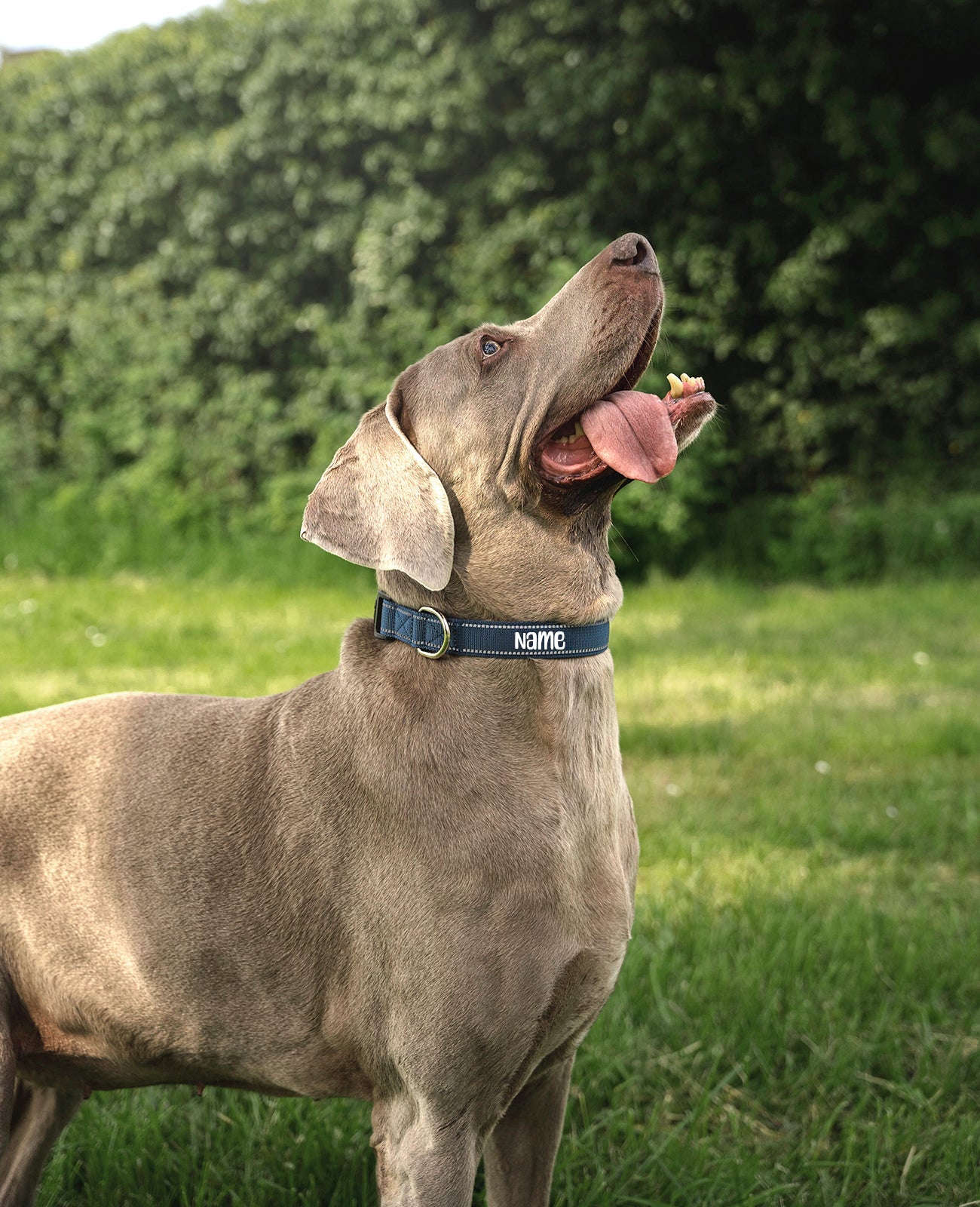 Hundehalsband gepolstert, personalisiert