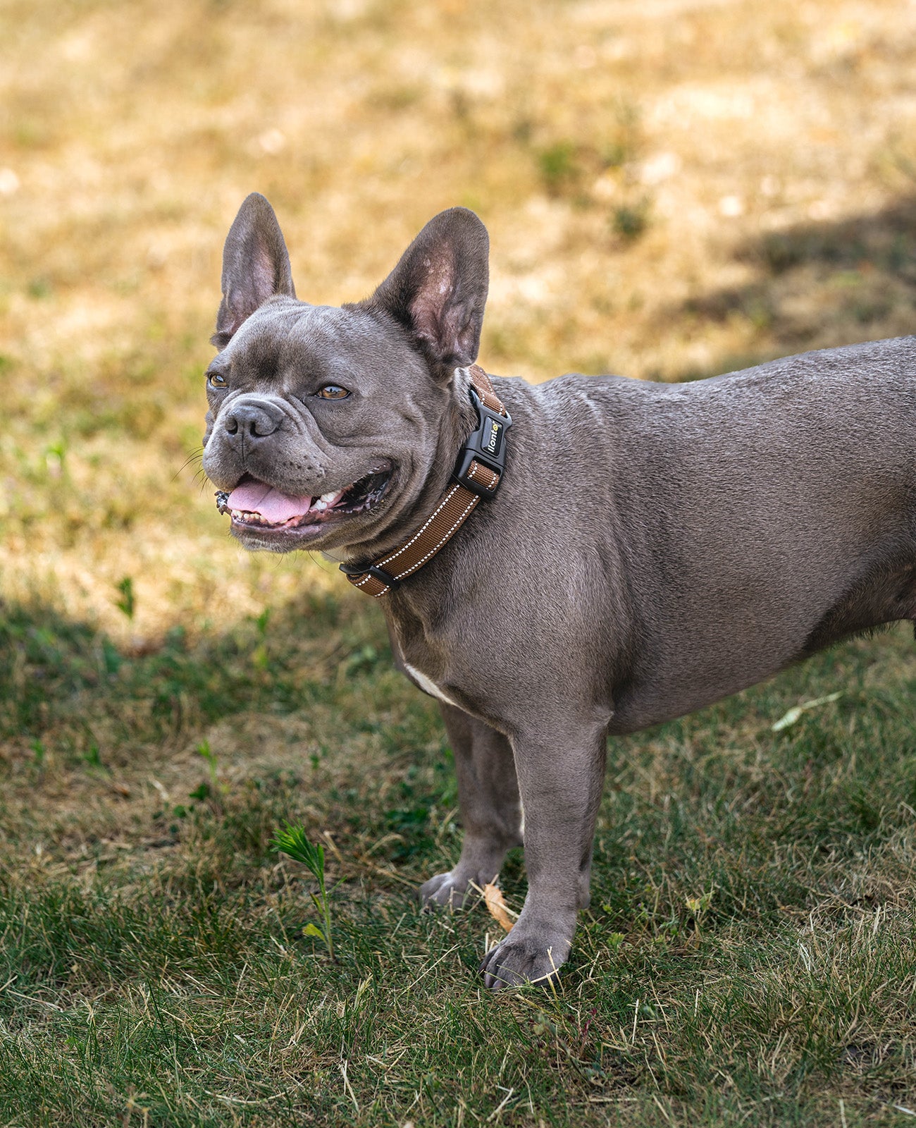 Hundehalsband gepolstert, personalisiert