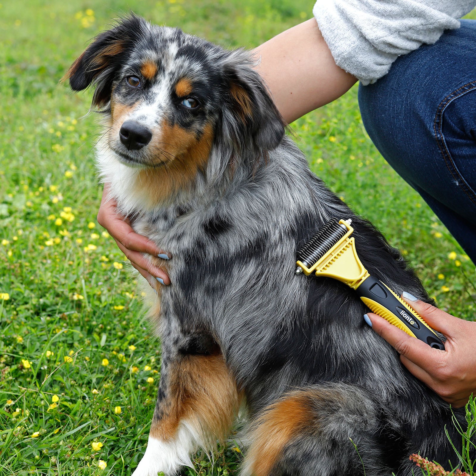 Hundebürsten zur Fellpflege