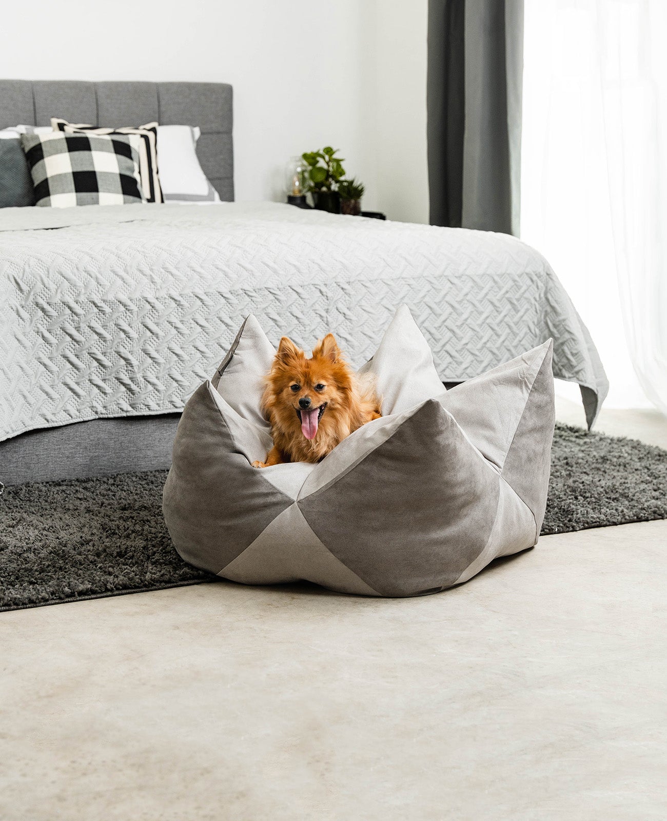 Kronenkissen für Hunde