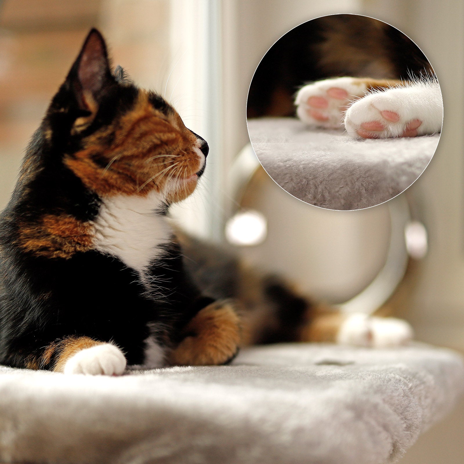 Fensterbankliege für Katzen