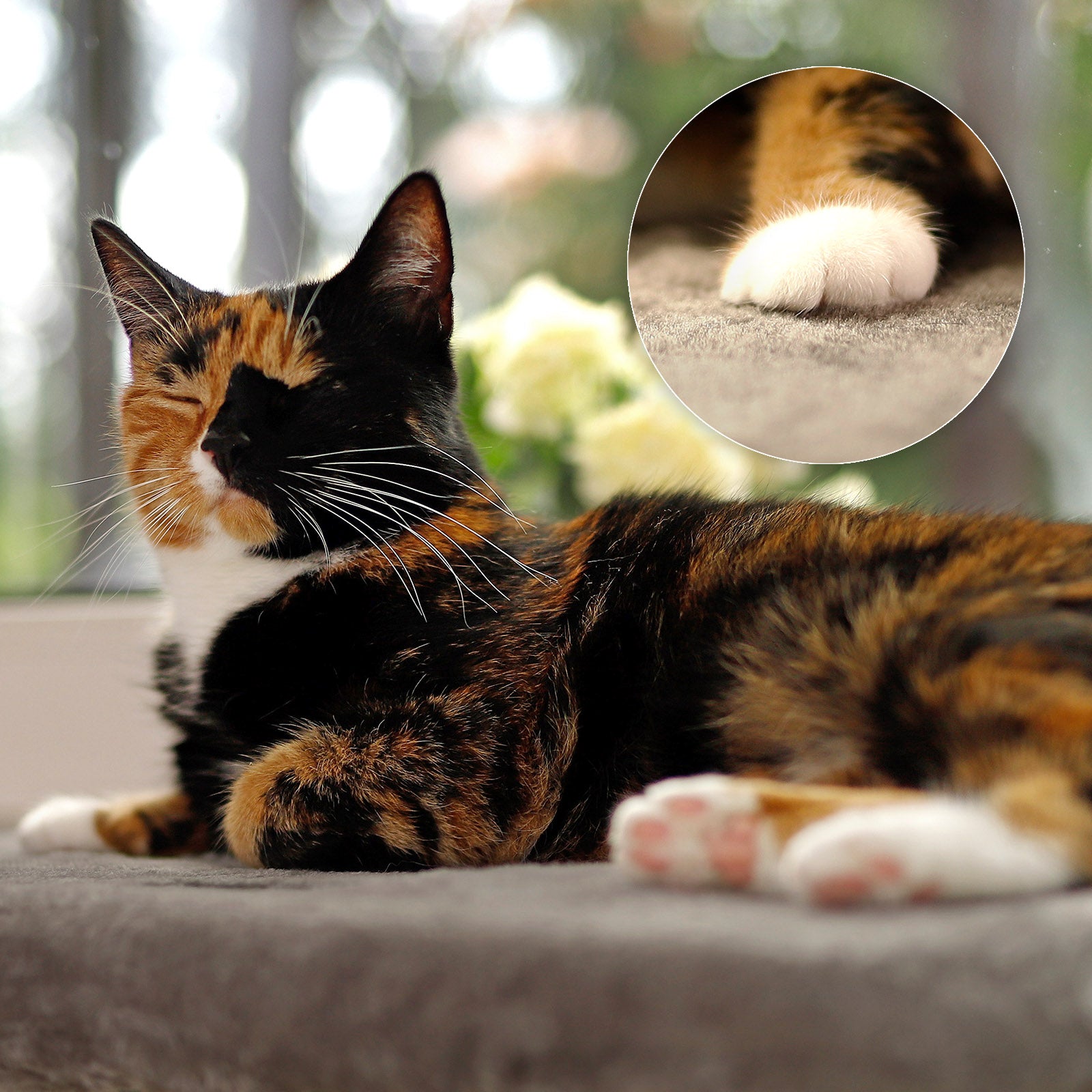 Fensterbankliege für Katzen