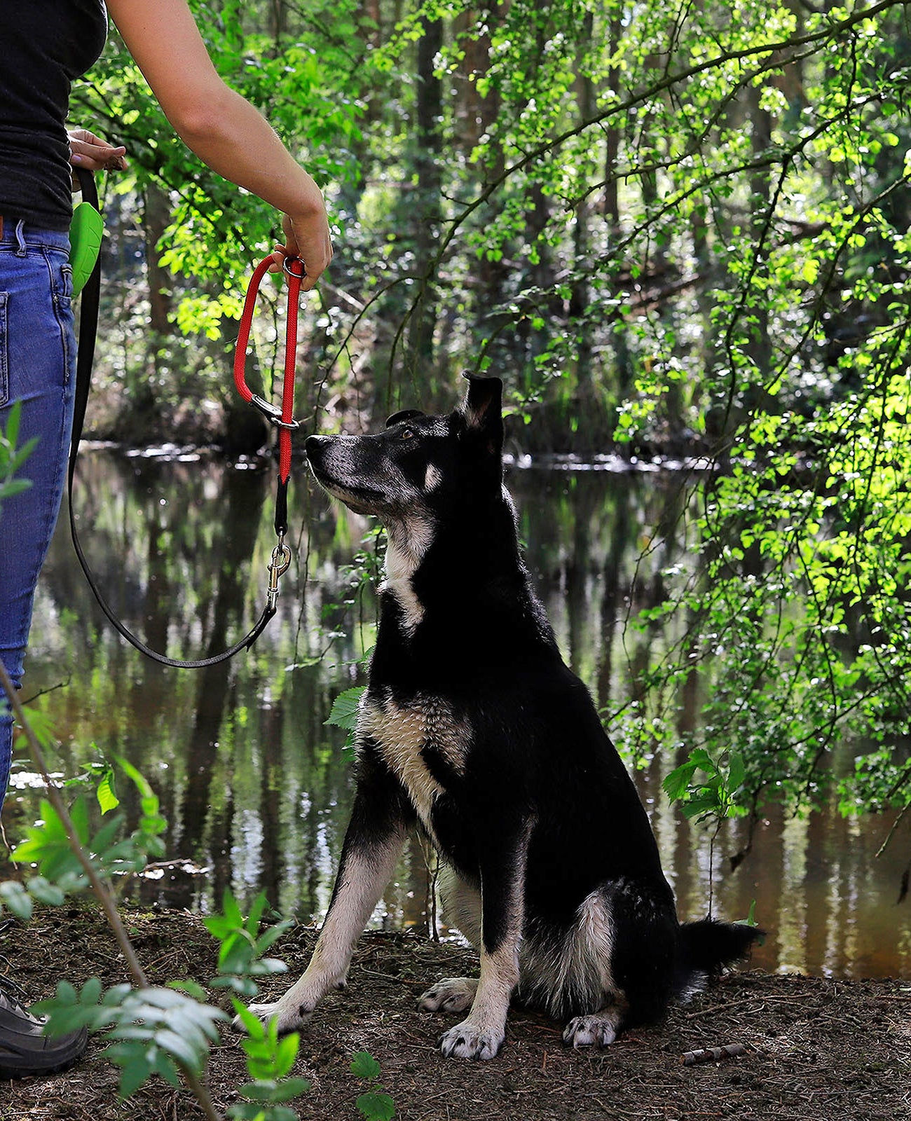 Frau legt Hund Retrieverhalsband im Wald an