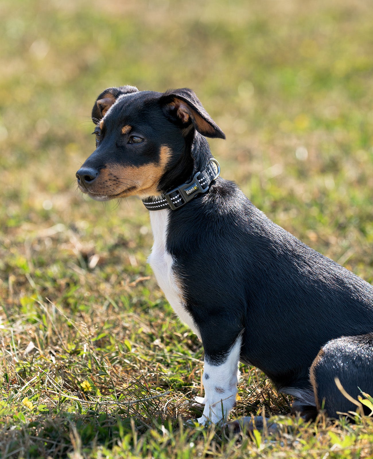 Hundehalsband gepolstert, reflektierend und wasserfest