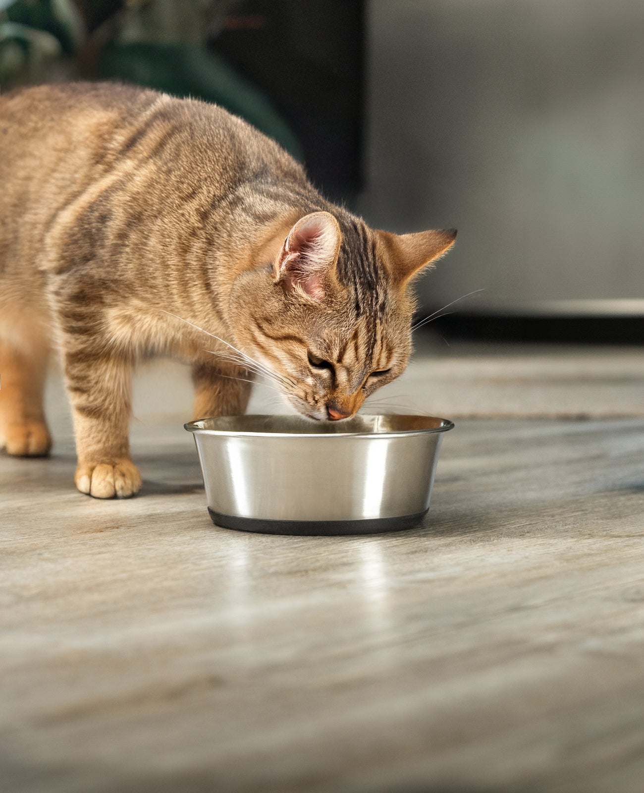Katzennapf aus Edelstahl, rutschfest
