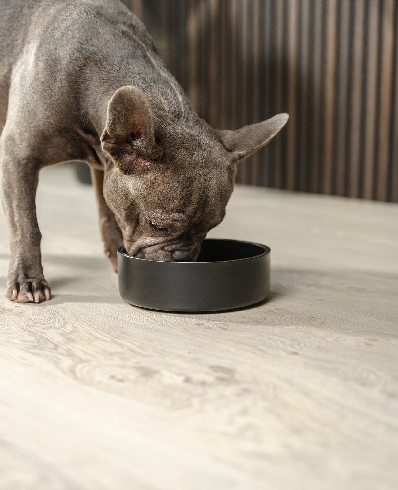 Hundenapf aus Edelstahl