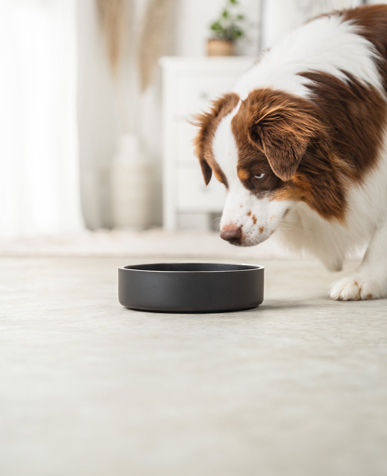 Hundenapf aus Edelstahl