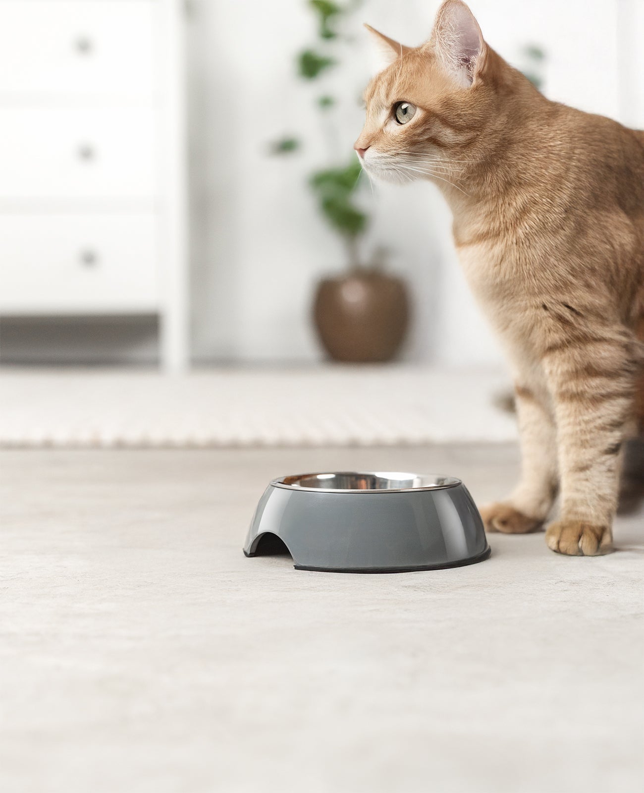 Katzennapf aus Melamin