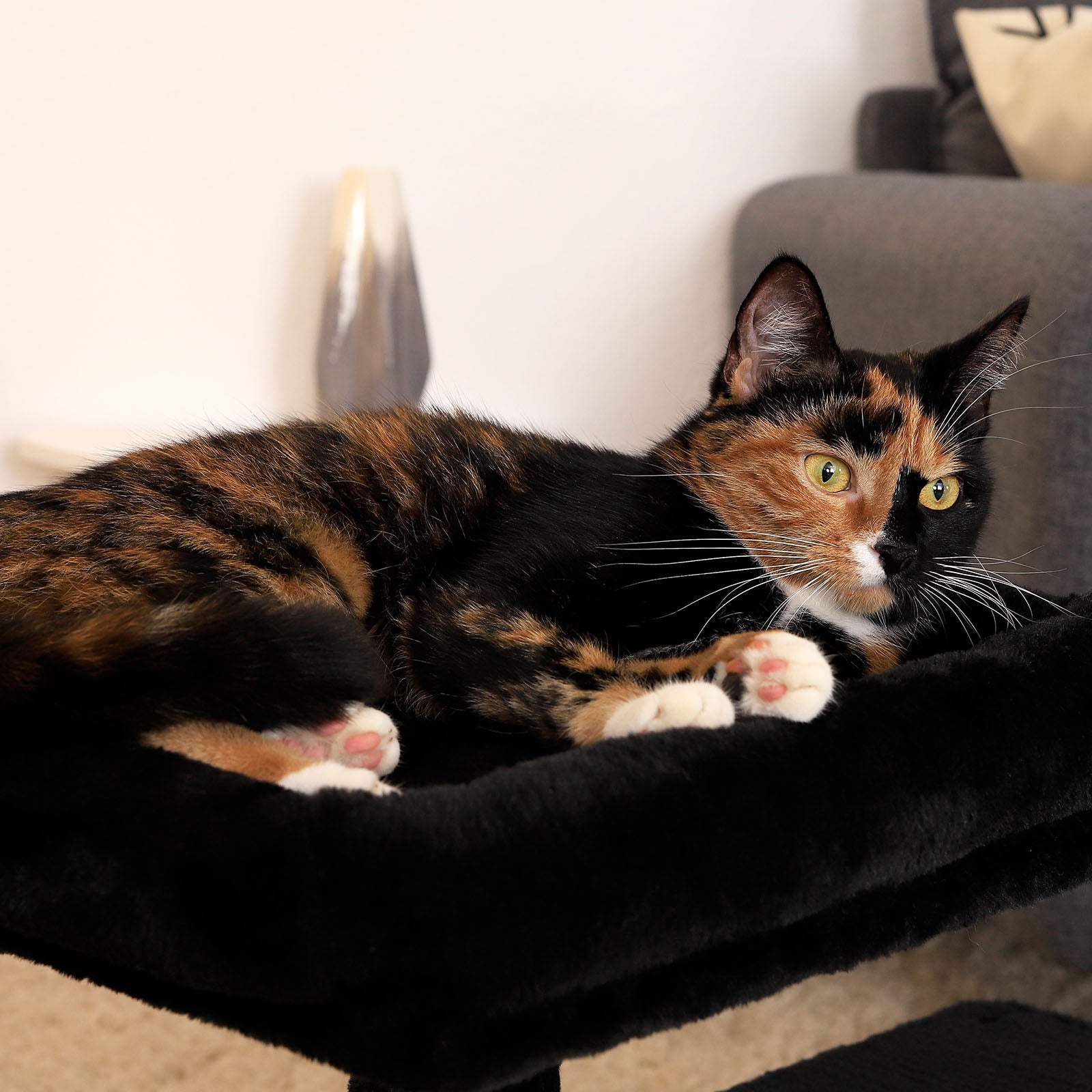 Katzenkratzbaum Höhe 50 cm