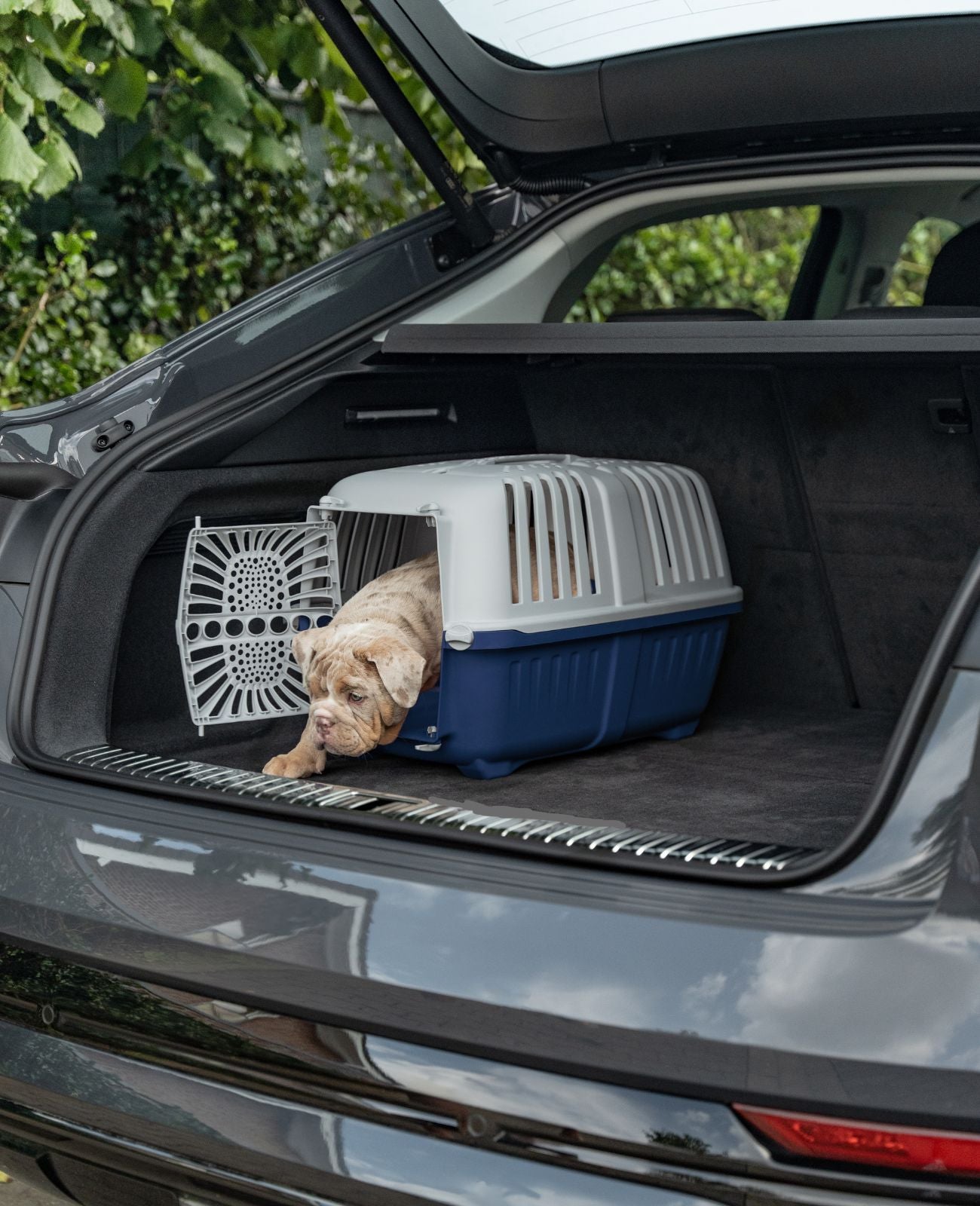 Hundetransportbox aus Kunststoff