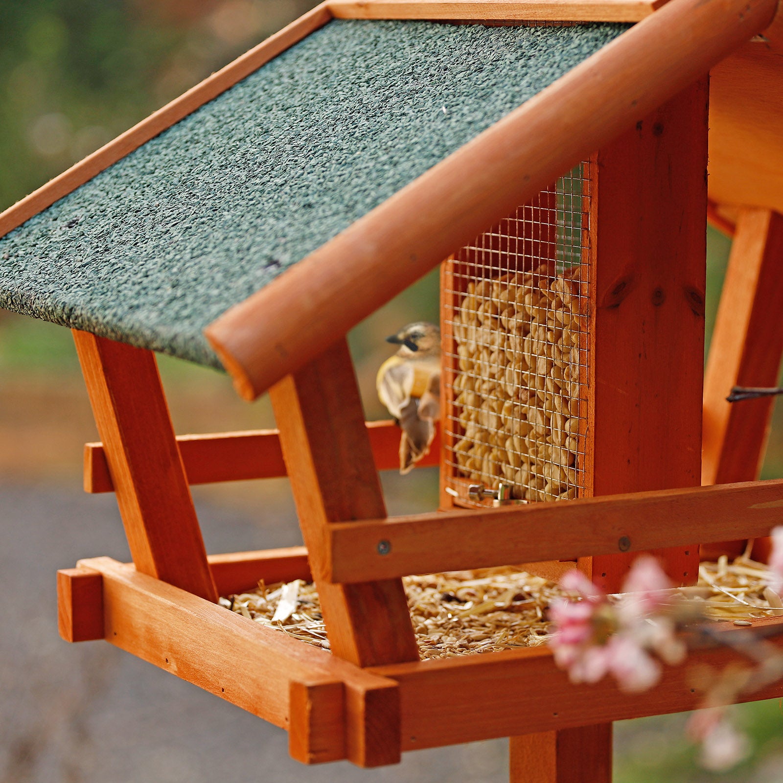 Vogel sitzt im Vogelhaus, welches mit Maiskörnern und Vogelfutter gefüllt ist