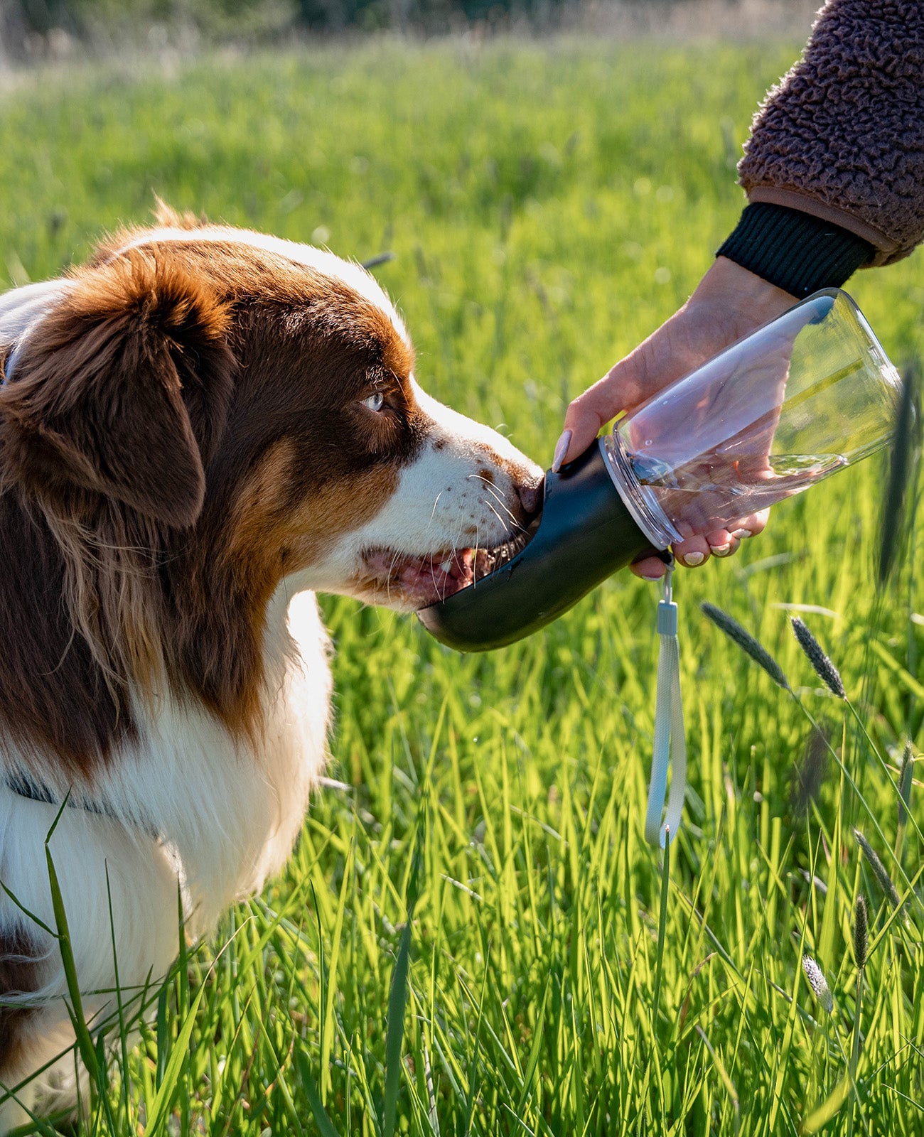 Border Collie trinkt aus Hundetrinkflasche auf Wiese