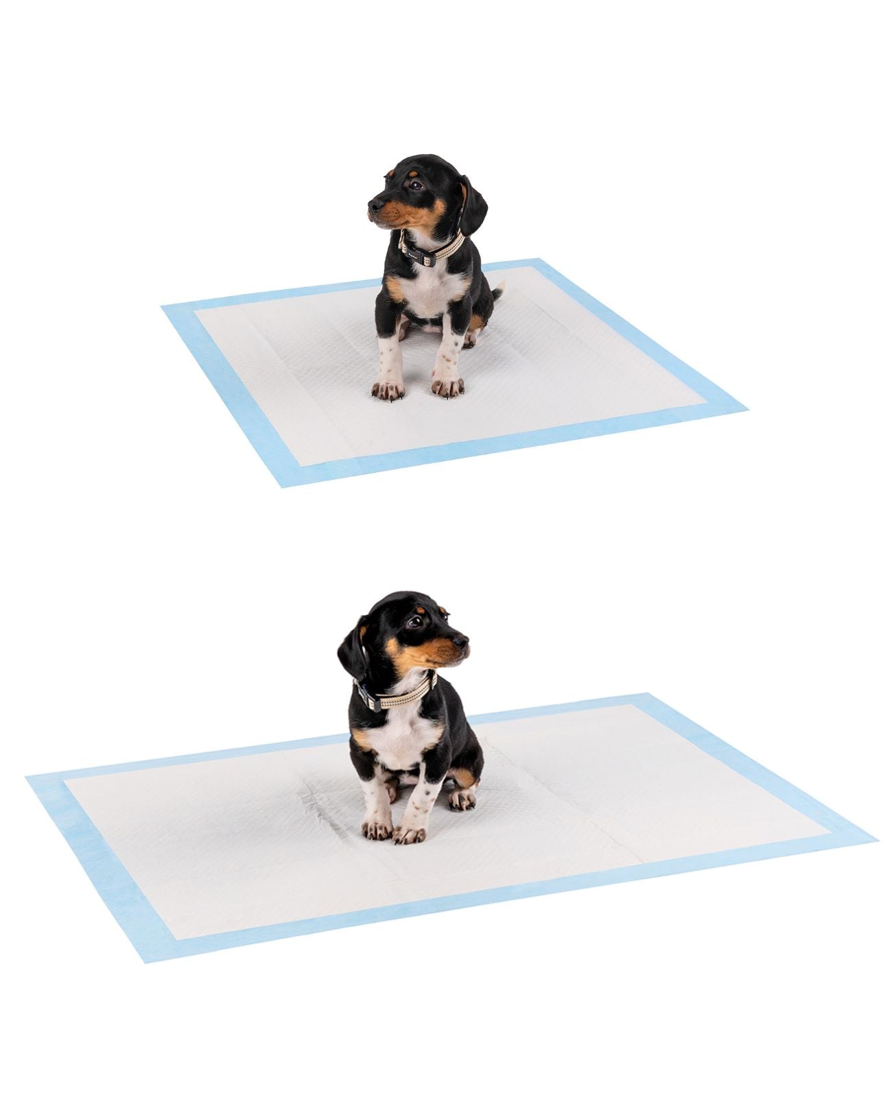 Welpe sitzt auf zwei verschieden großen Welpenunterlagen