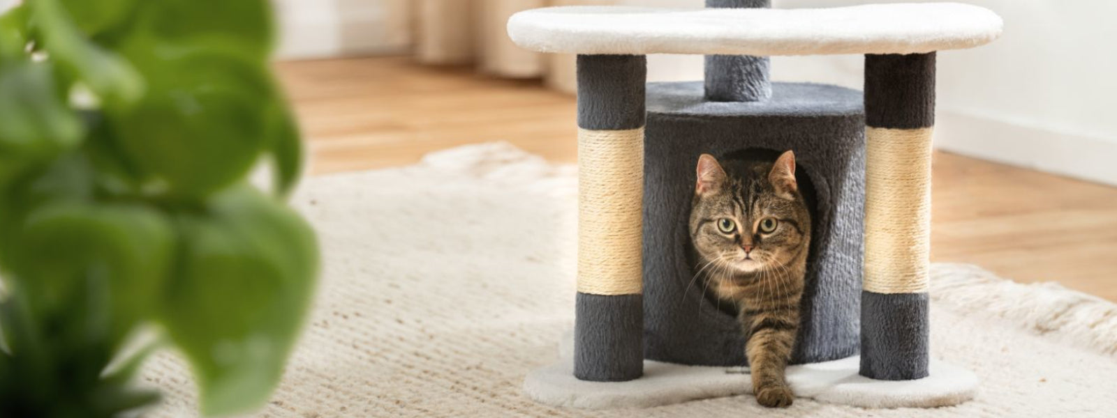 Kleiner Raum, groe Katzenfreude: Der perfekte Kratzbaum fr kleine Wo