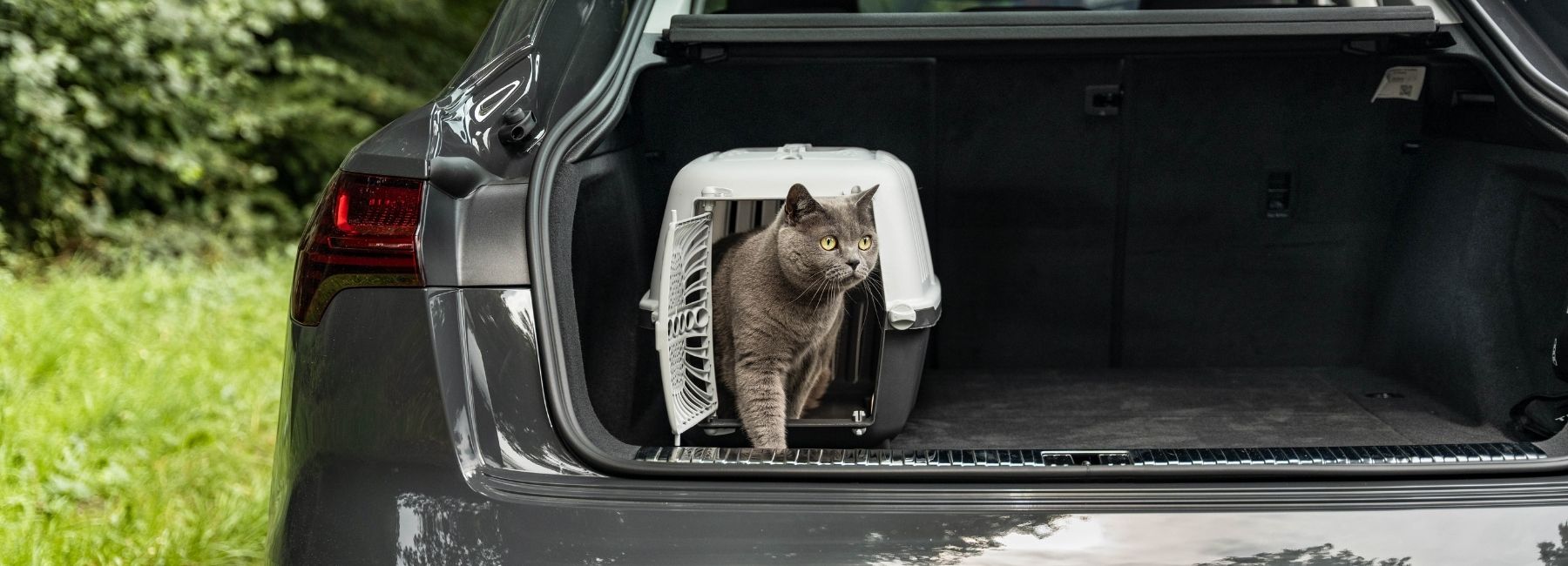 Katzentransportbox für Auto mit sicherem Innenraum