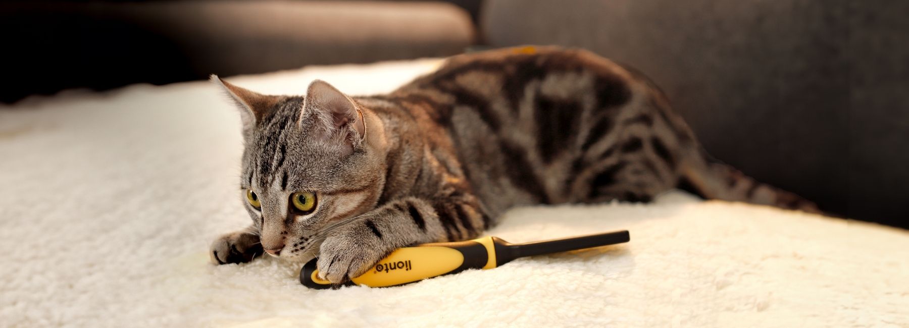 Katze wird regelmäßig gebürstet zur Fellpflege