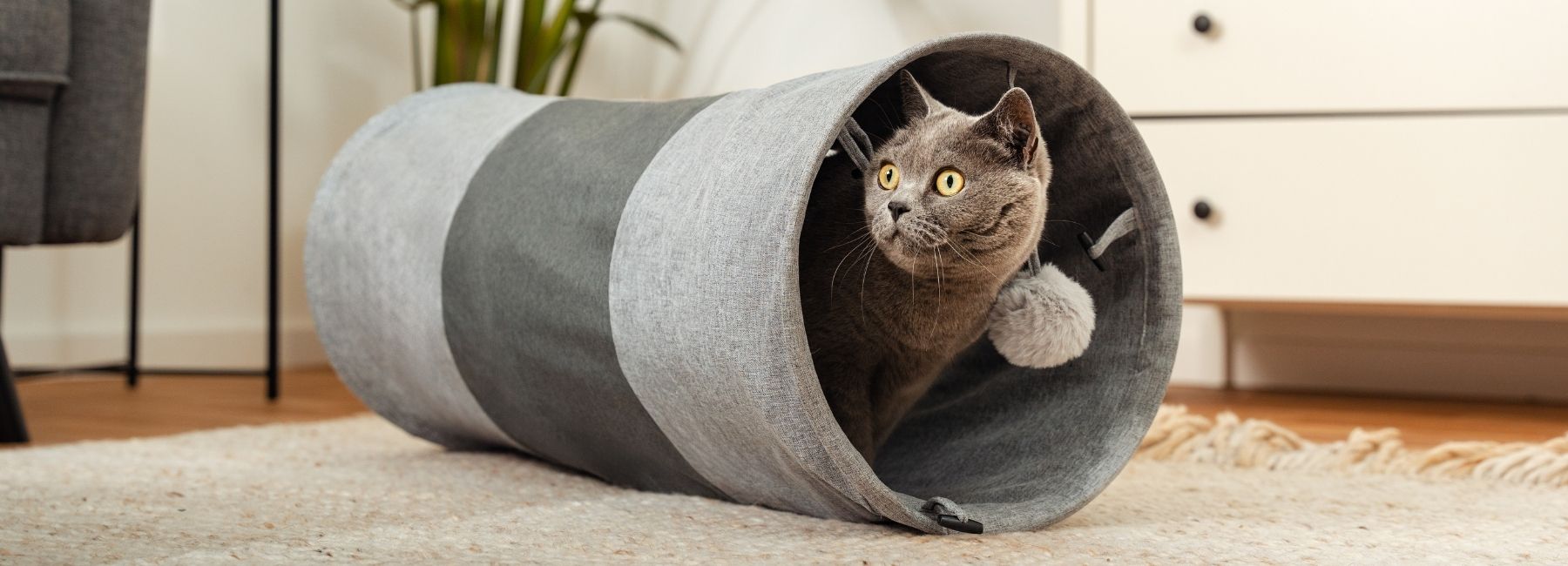 Katze spielt in Katzentunnel