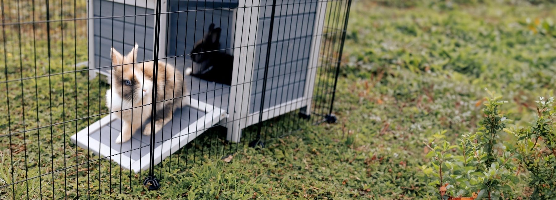 Kleintierstall für Kaninchen und Meerschweinchen