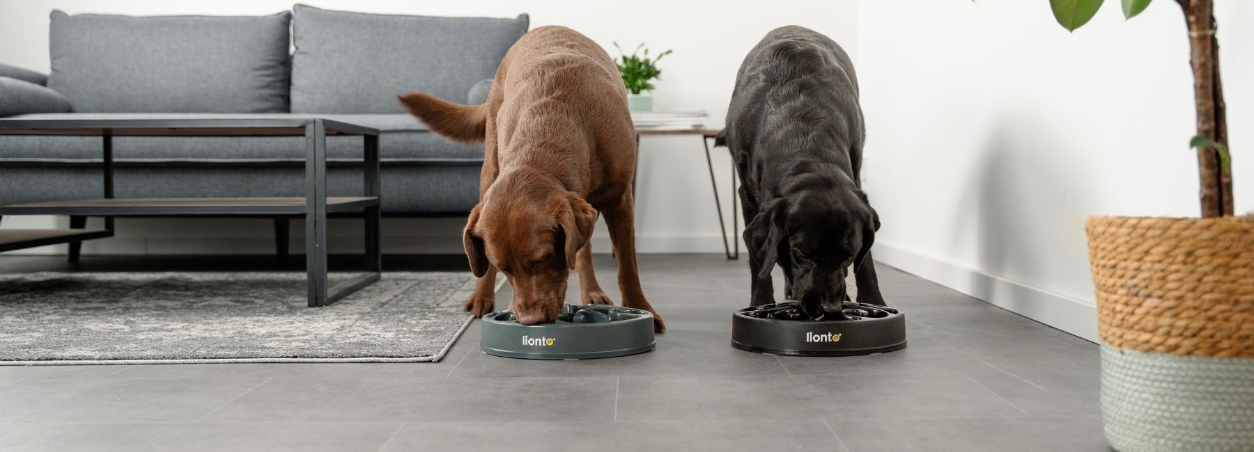 Stabiler Hundenapf für tägliche Fütterung