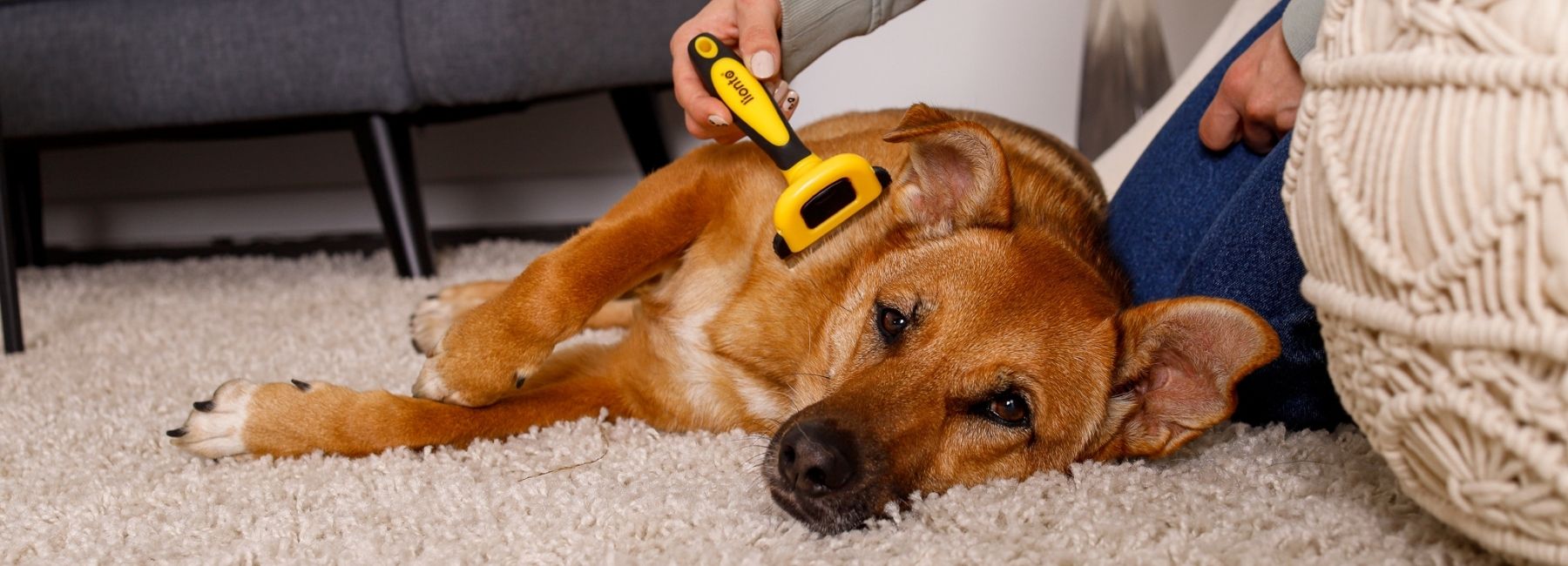 Hund wird regelmäßig gebürstet zur Fellpflege