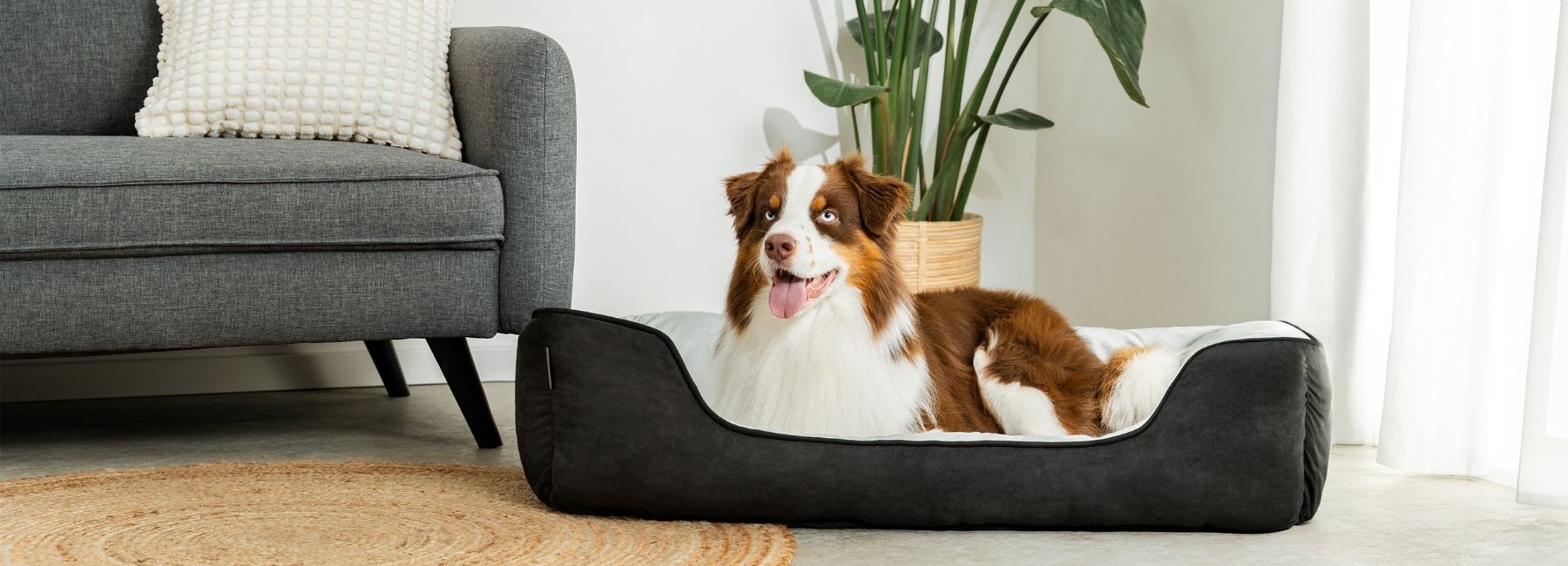 Hund entspannt auf Hundebett