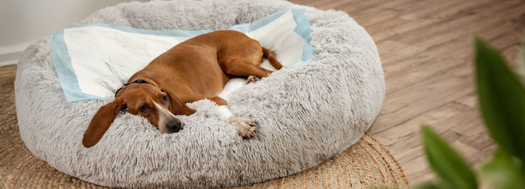 Kranker Hund liegt in kuscheligem Hundebett