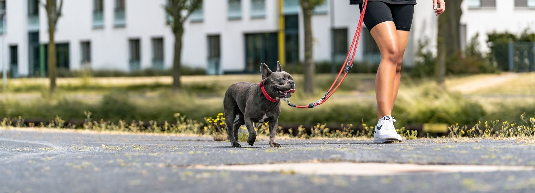 Hund geht mit Leine und Halsband spazieren