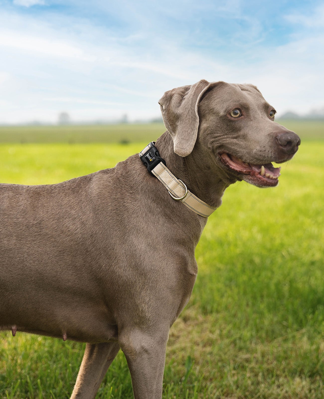 Hundehalsband gepolstert, reflektierend und wasserfest