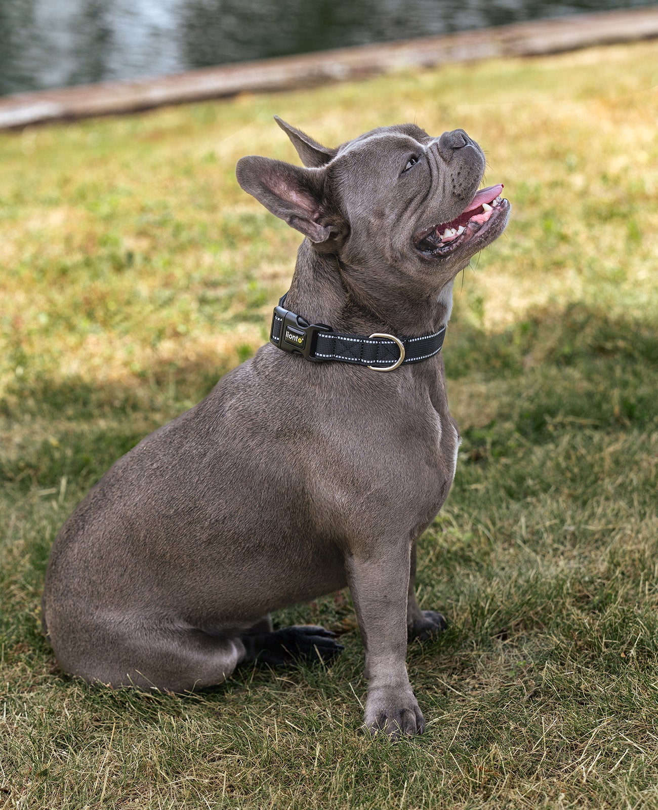 Hundehalsband gepolstert, personalisiert