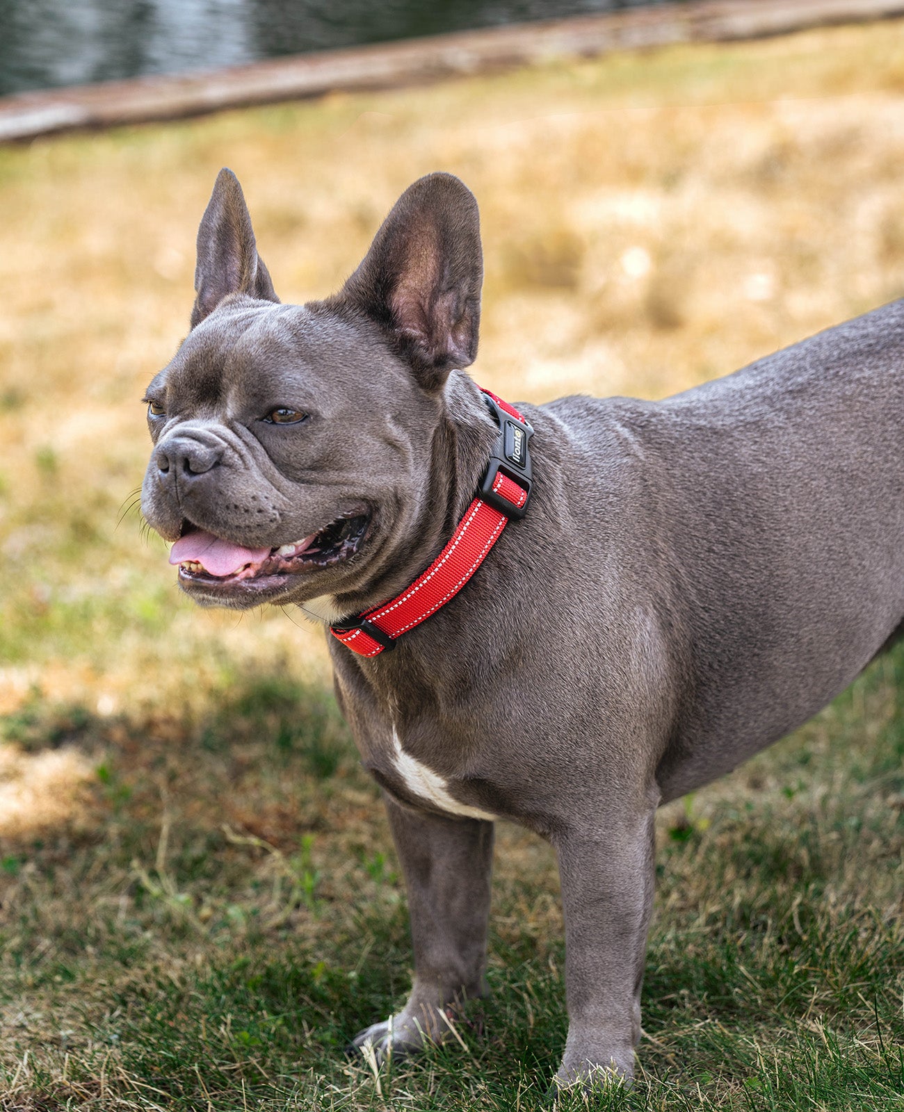 Hundehalsband gepolstert, personalisiert