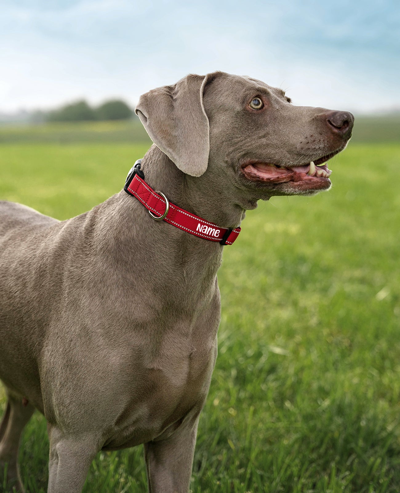 Hundehalsband gepolstert, personalisiert