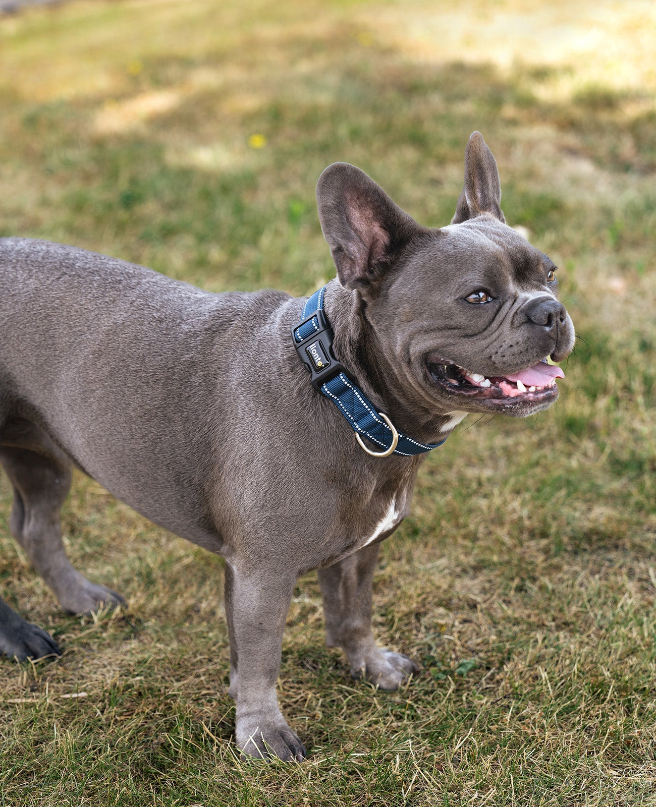 Hundehalsband gepolstert, personalisiert