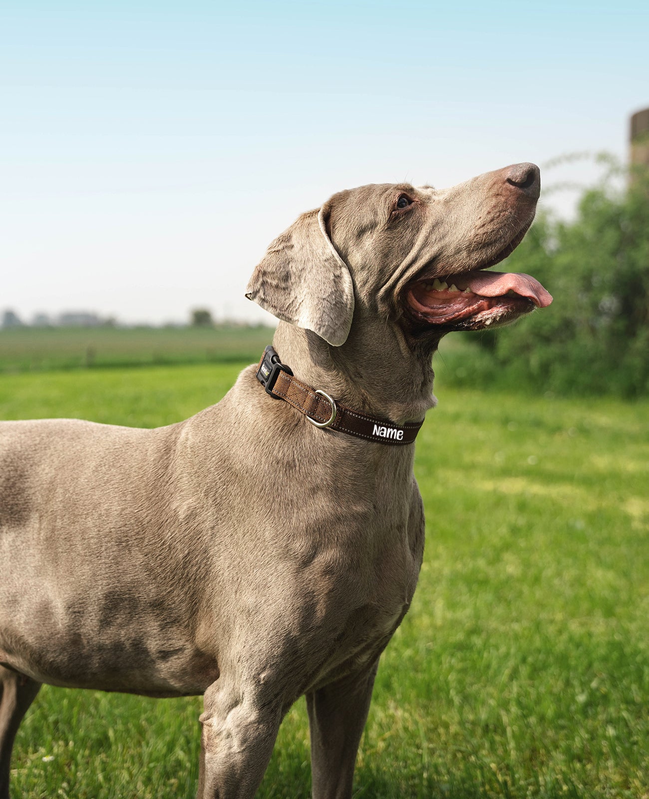 Hundehalsband gepolstert, personalisiert