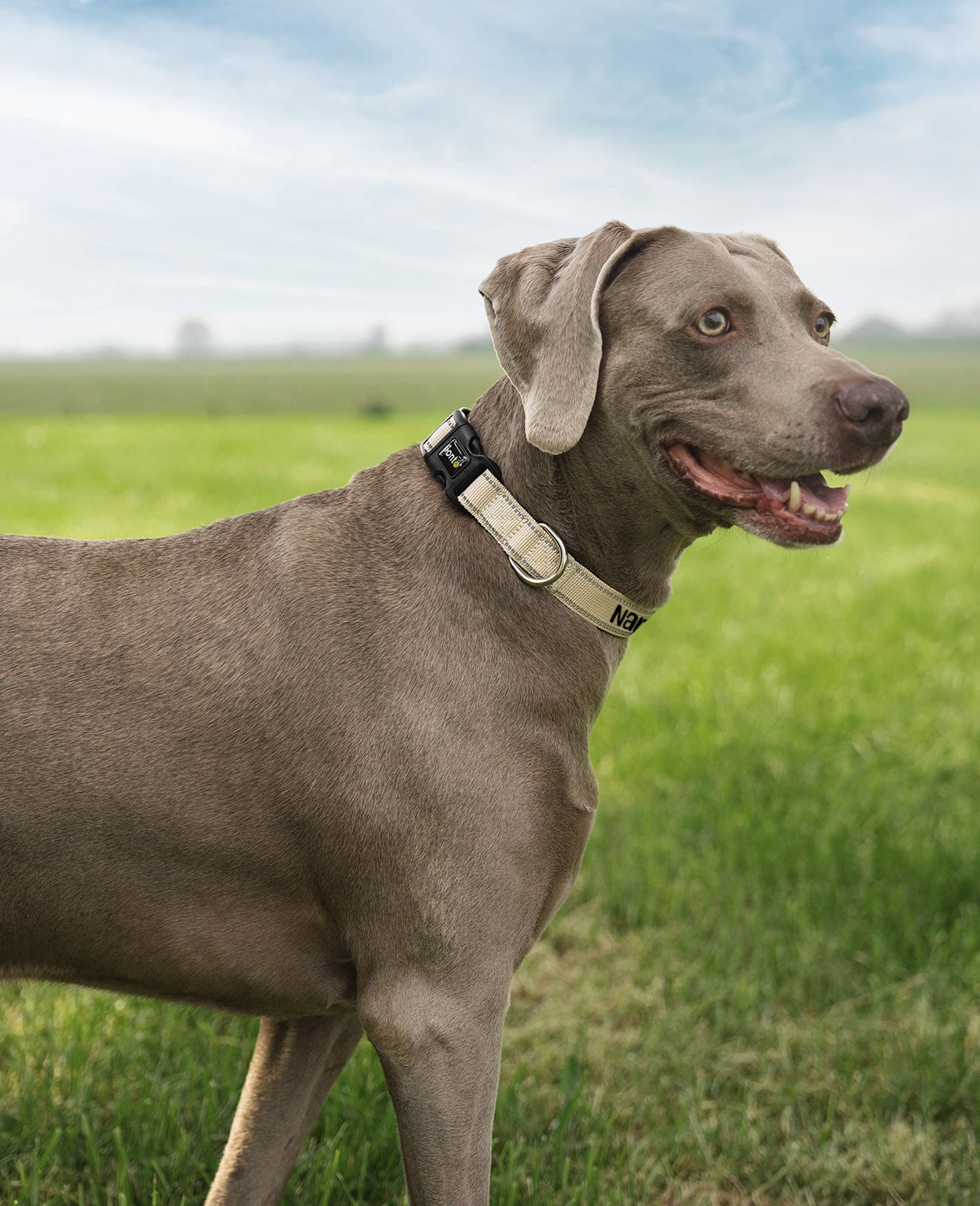 Hundehalsband gepolstert, personalisiert