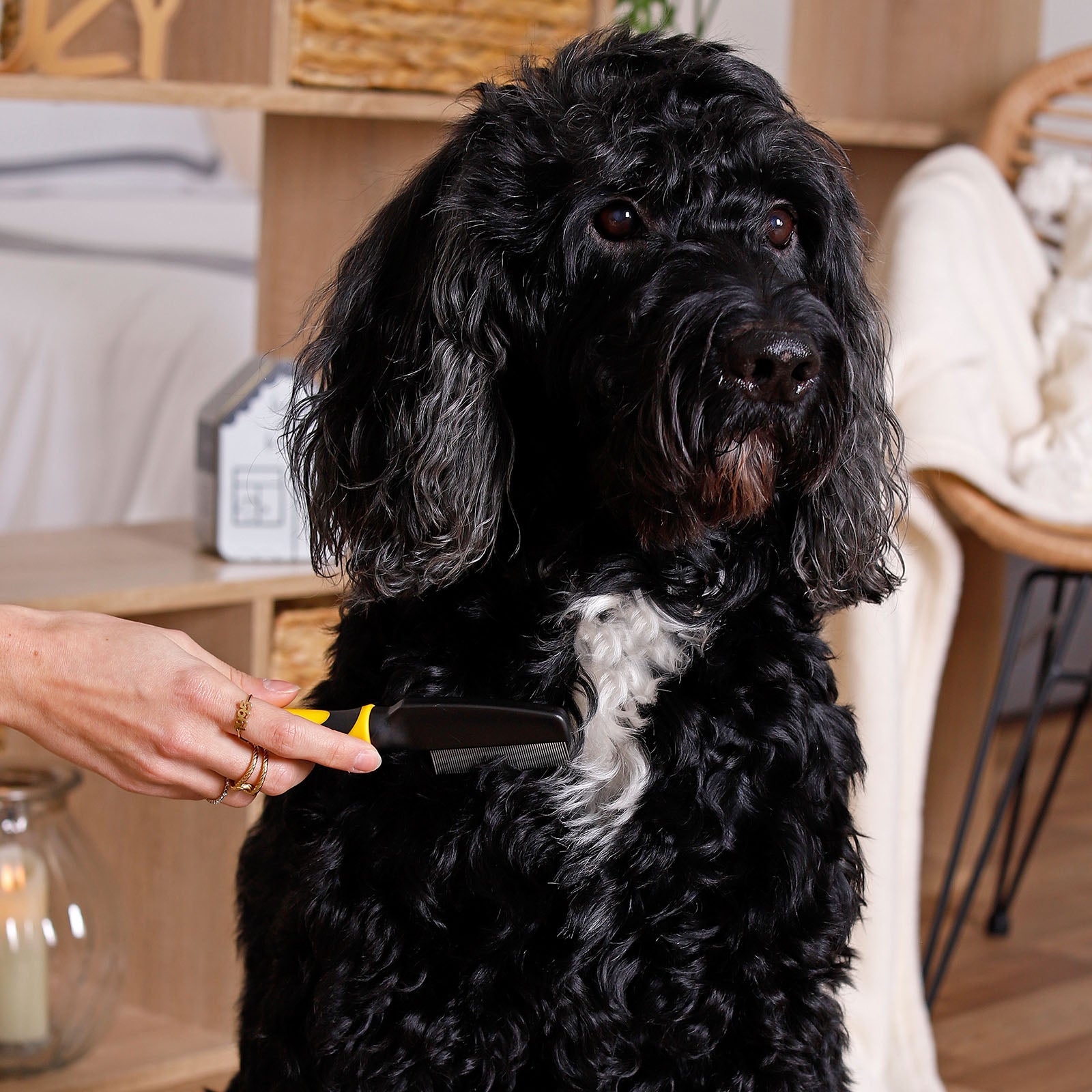 Hundebürsten zur Fellpflege