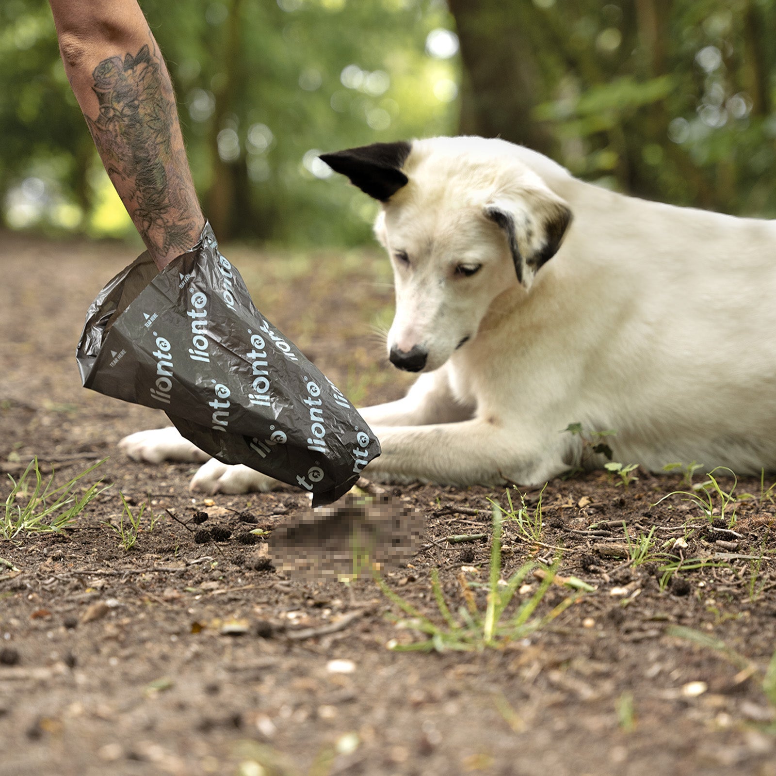 Hundekotbeutel, verschiedene Packgrößen