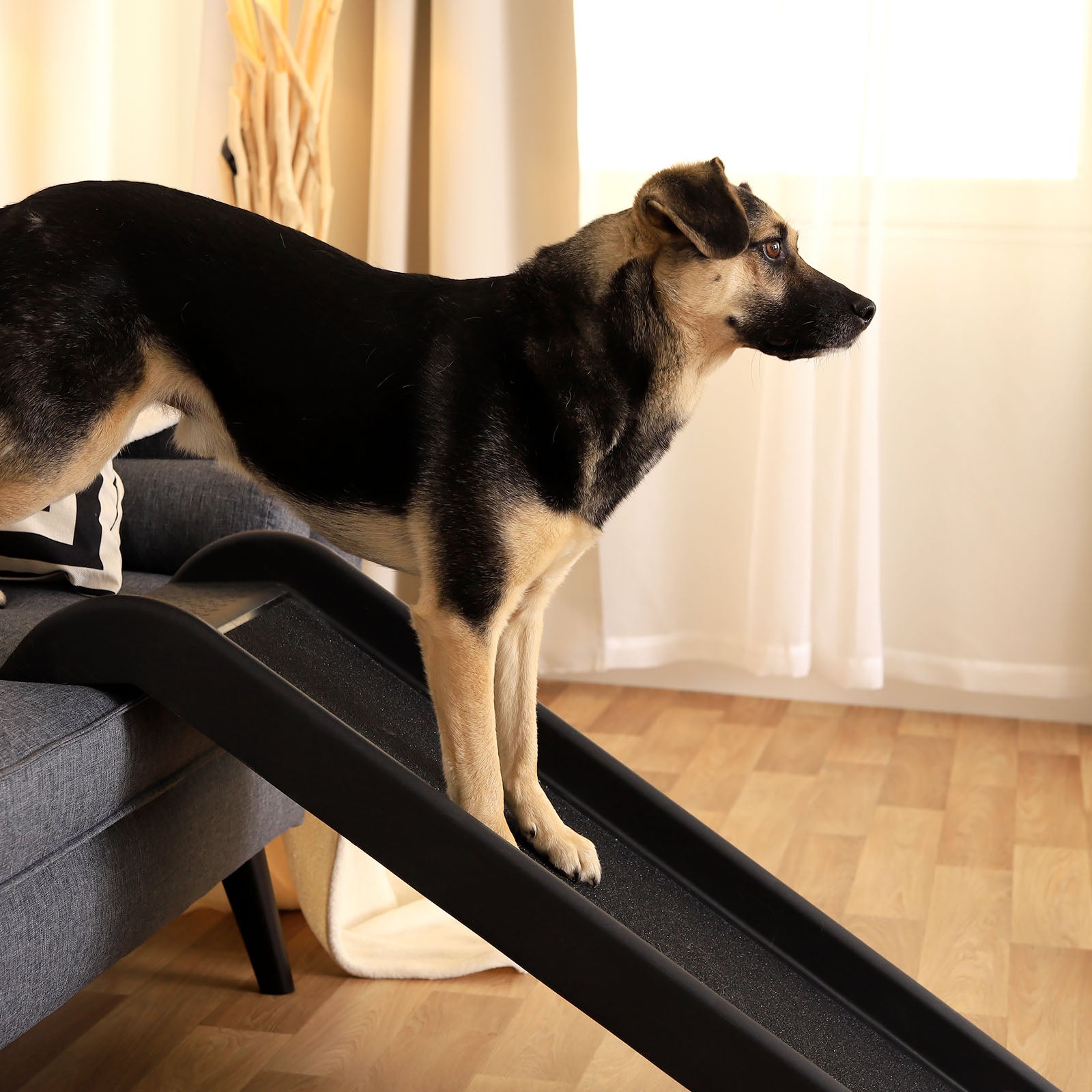Hund steigt mit Hilfe der Hunderampe von Couch hinunter