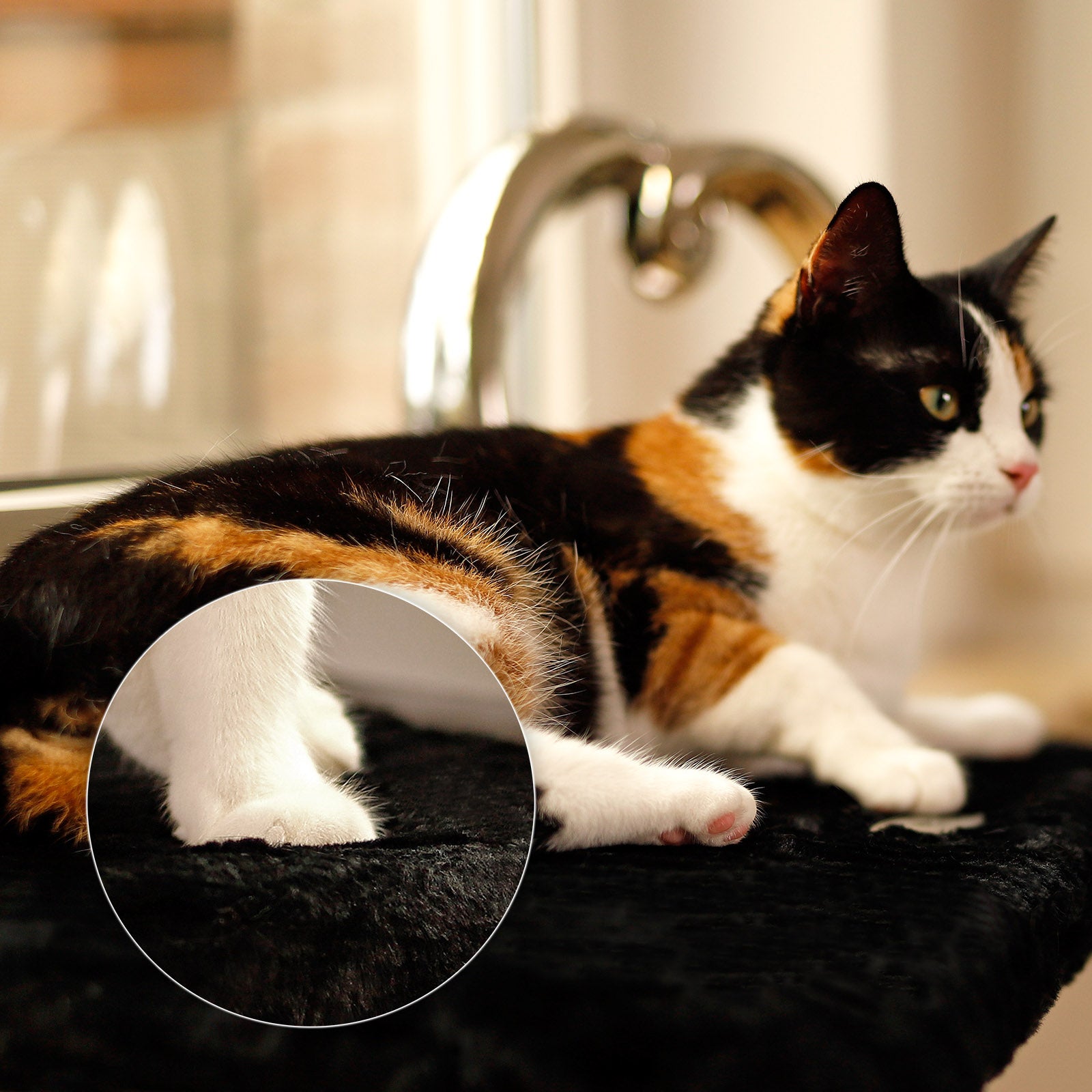 Fensterbankliege für Katzen