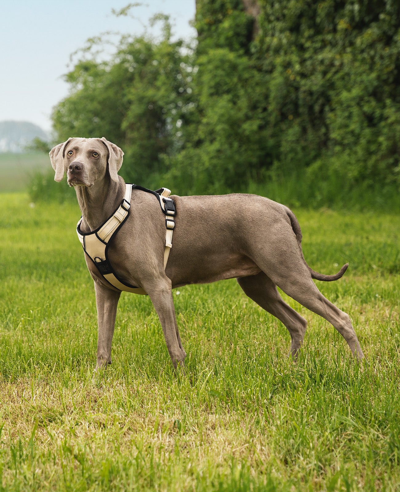 Dogge steht mit beigem Hundegeschirr auf Wiese
