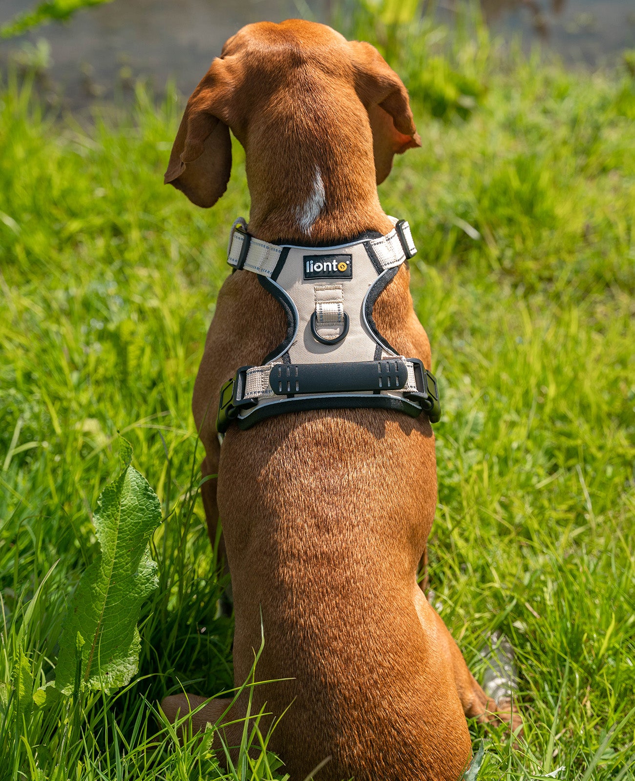 Segugio sitzt mit beigem Hundegeschirr angelegt auf Wiese