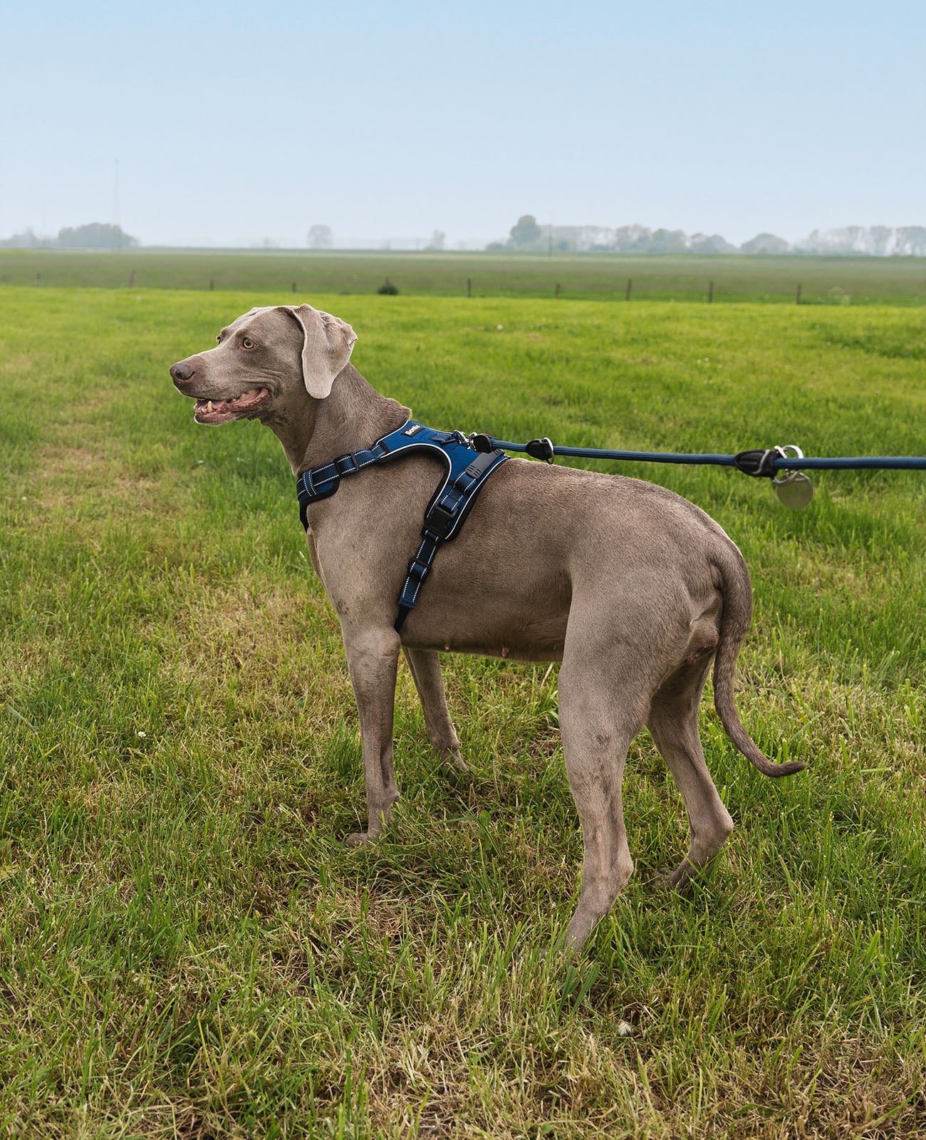 Dogge steht mit blauem Hundegeschirr auf Wiese