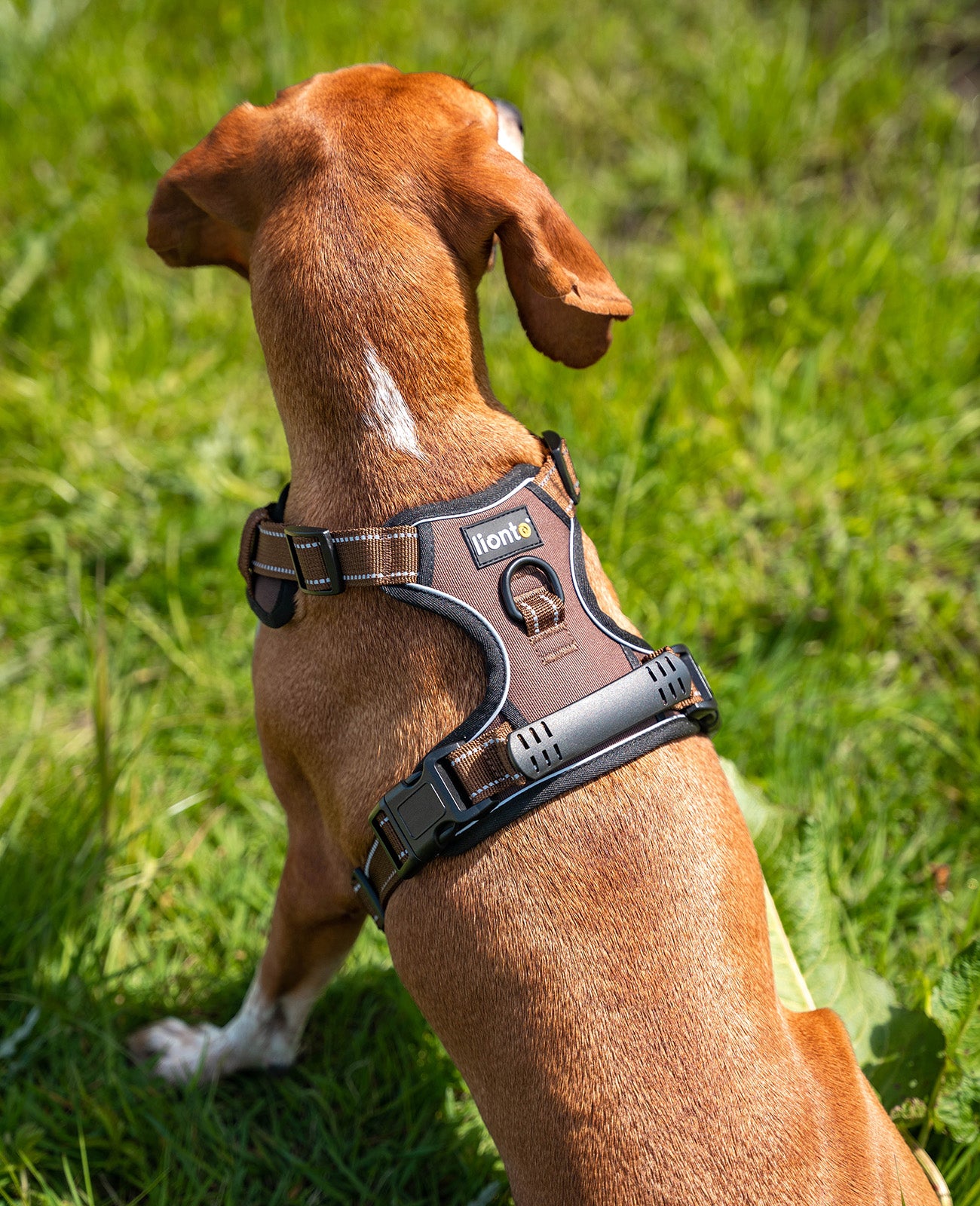 Segugio sitzt mit braunem Hundegeschirr angelegt auf Wiese