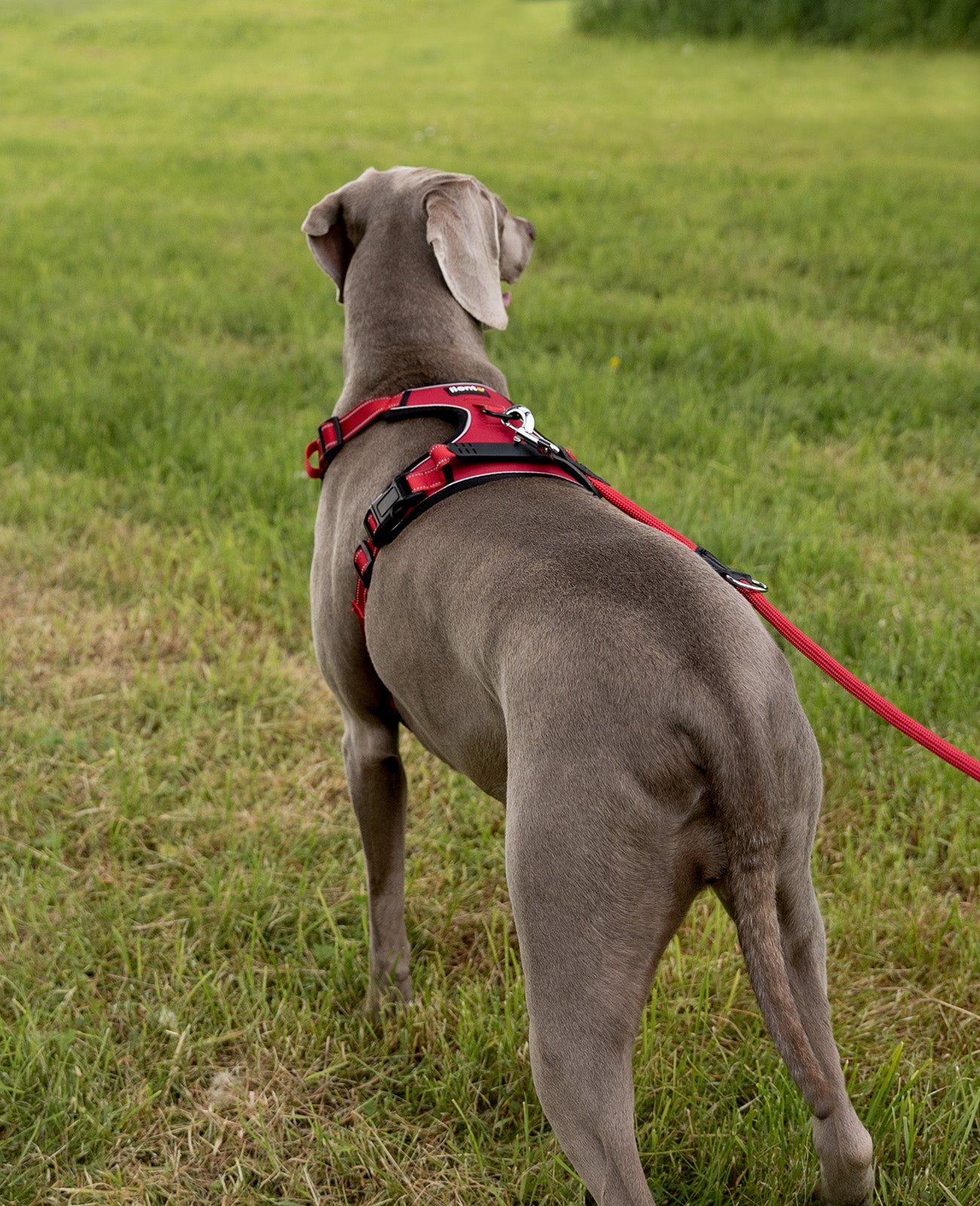 Dogge steht mit rotem Hundegeschirr auf Wiese
