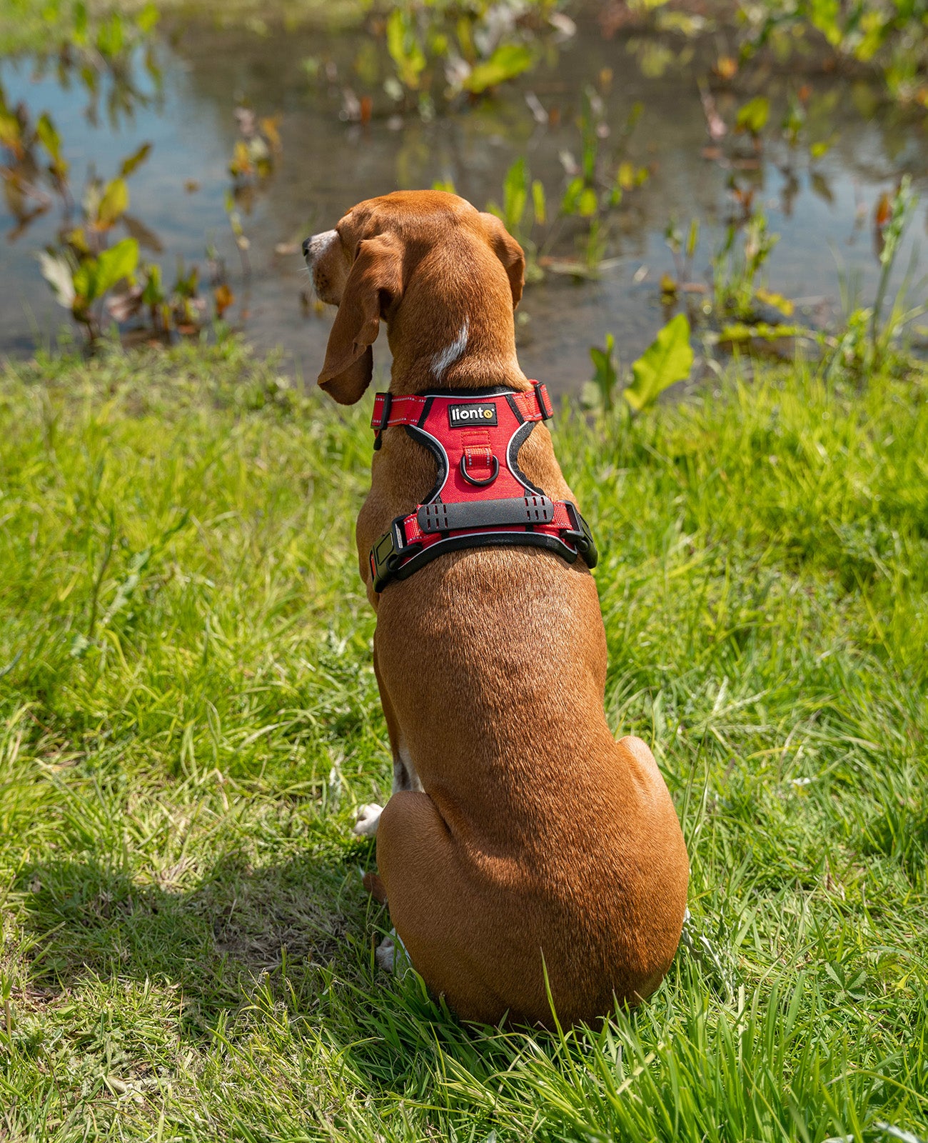 Segugio sitzt mit rotem Hundegeschirr angelegt auf Wiese