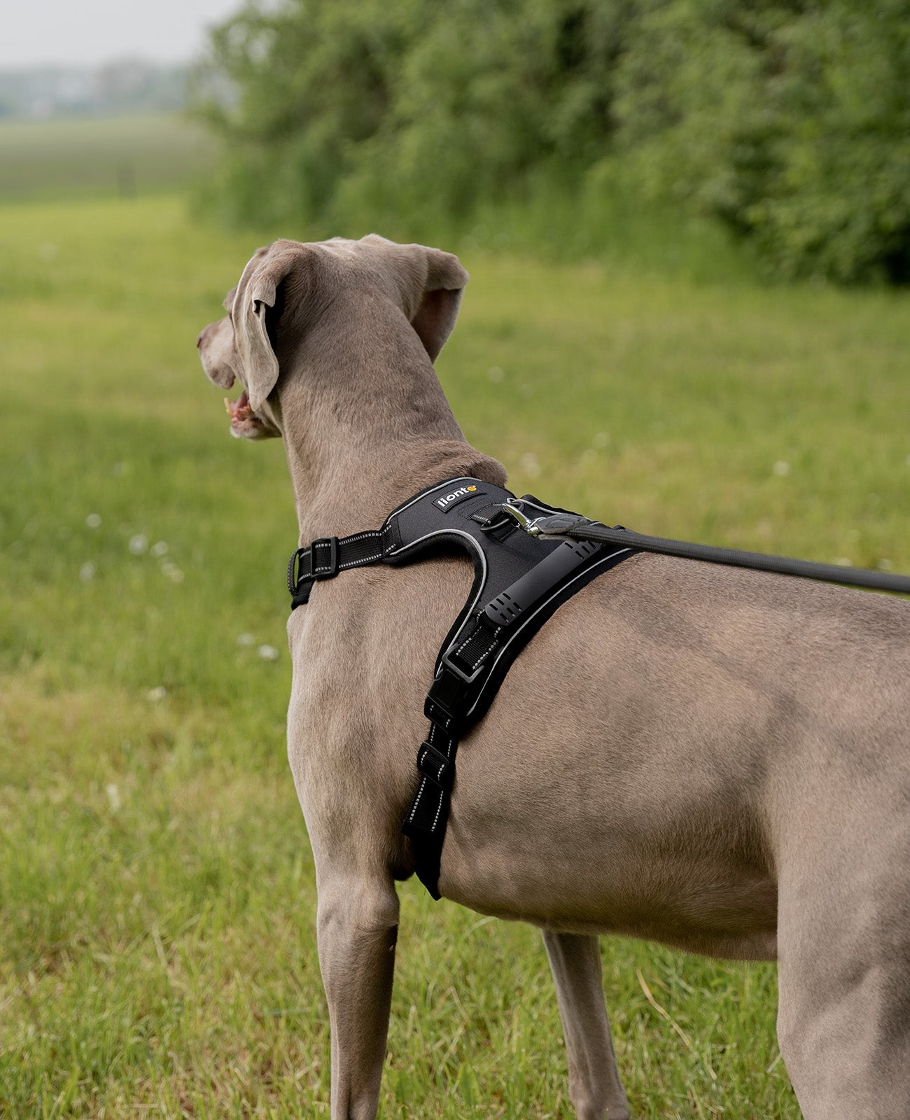 Dogge steht mit schwarzem Hundegeschirr auf Wiese