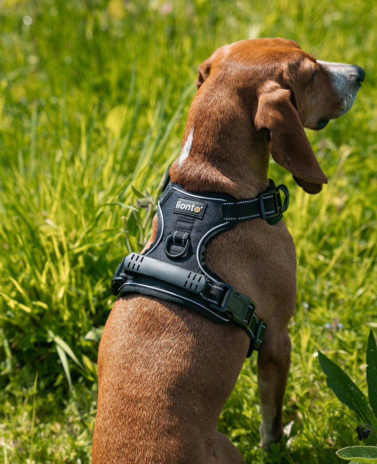 Segugio sitzt mit schwarzem Hundegeschirr angelegt auf Wiese