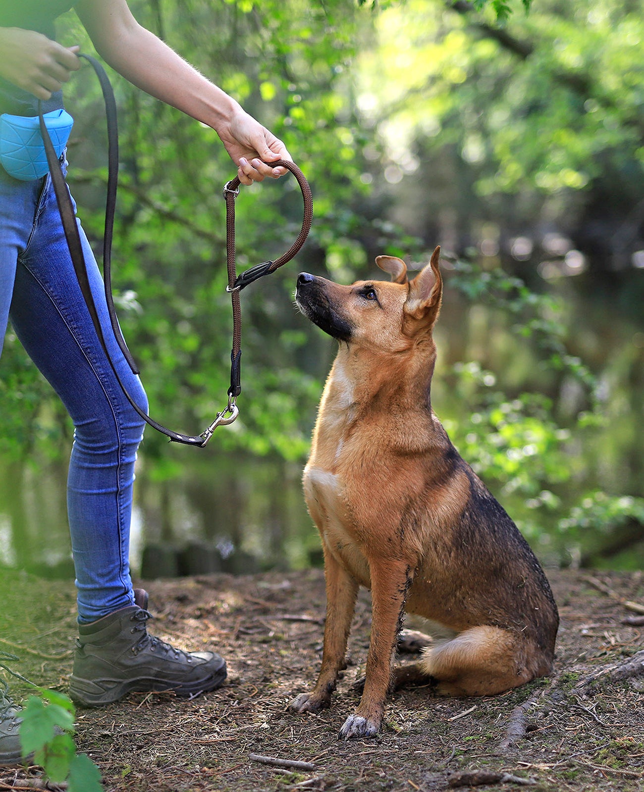 Frau legt Hund Retrieverhalsband im Wald an